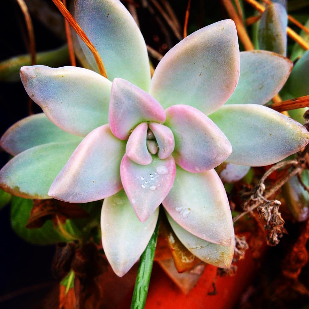 wet-succulent-2016-holly-troy