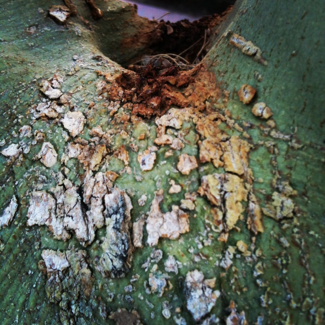 Emerge (c) Holly Troy 2013