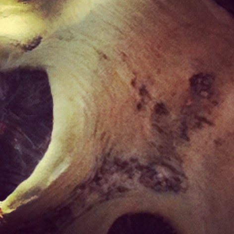 Haunt (c) Holly Troy 2013