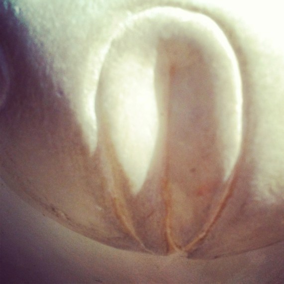 Yin 2 © Holly Troy 2013