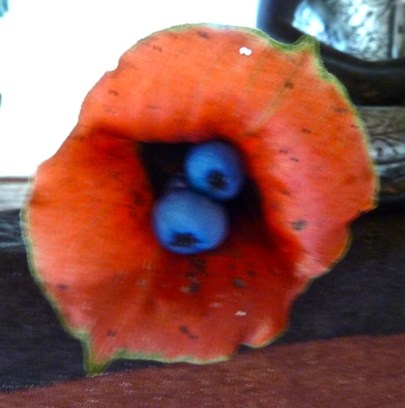 kissing flower - peru (c) holly troy