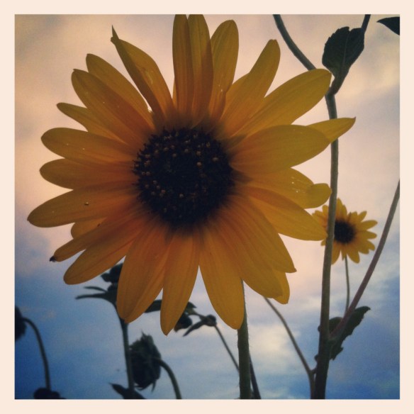 Twilight Flower (c) 2013 Holly Troy IMG_4878