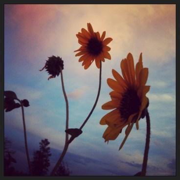 twilight sunflowers (c) Holly Troy 2013