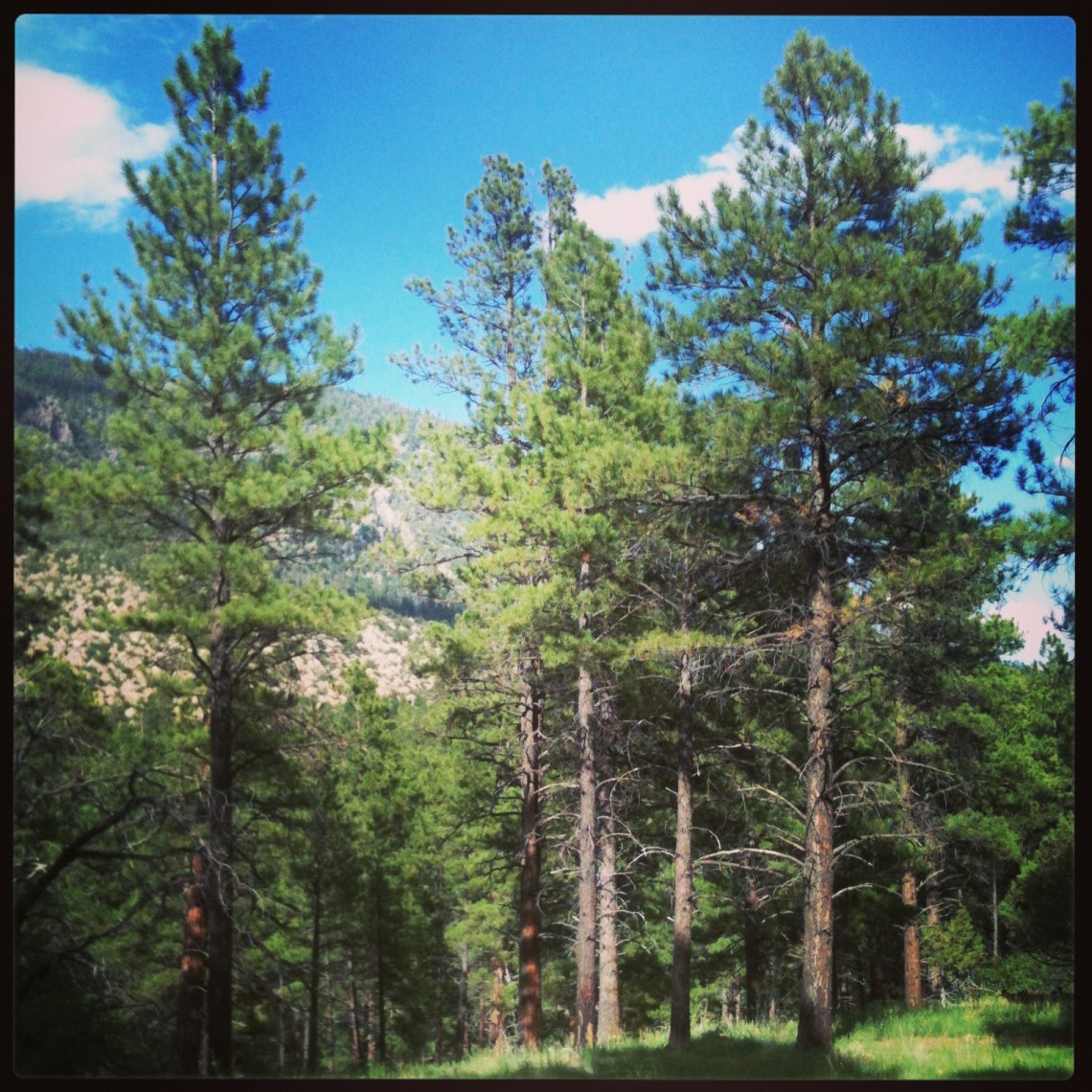 forest near buffalo park (c) 2013 holly troy