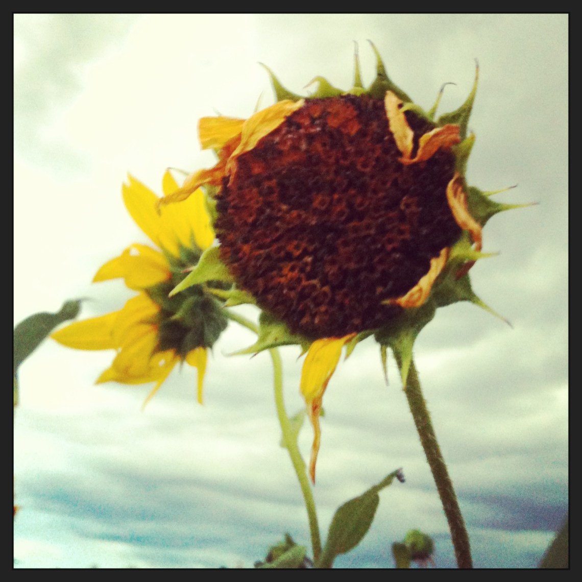 leaning against hope (c) 2013 Holly Troy