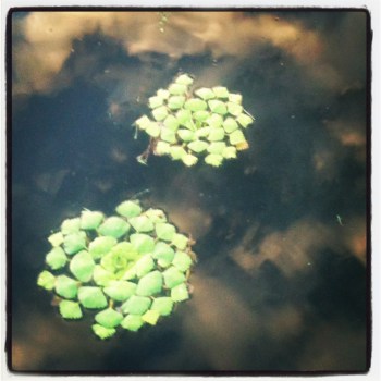 duck weed