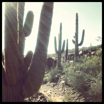 trail north of phoenix (c) Holly Troy 2013