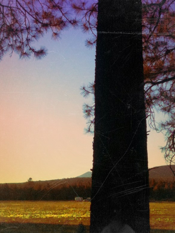 magical tree (c) Holly Troy 2013