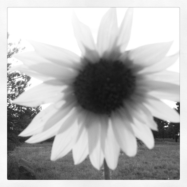 sunflower on the mesa (c) Holly Troy
