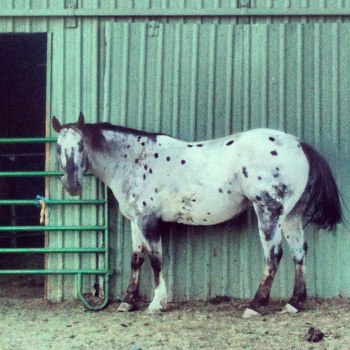 blue horse (c) 2013 Holly Troy