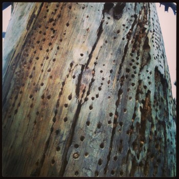 holy (c) 2014 Holly Troy