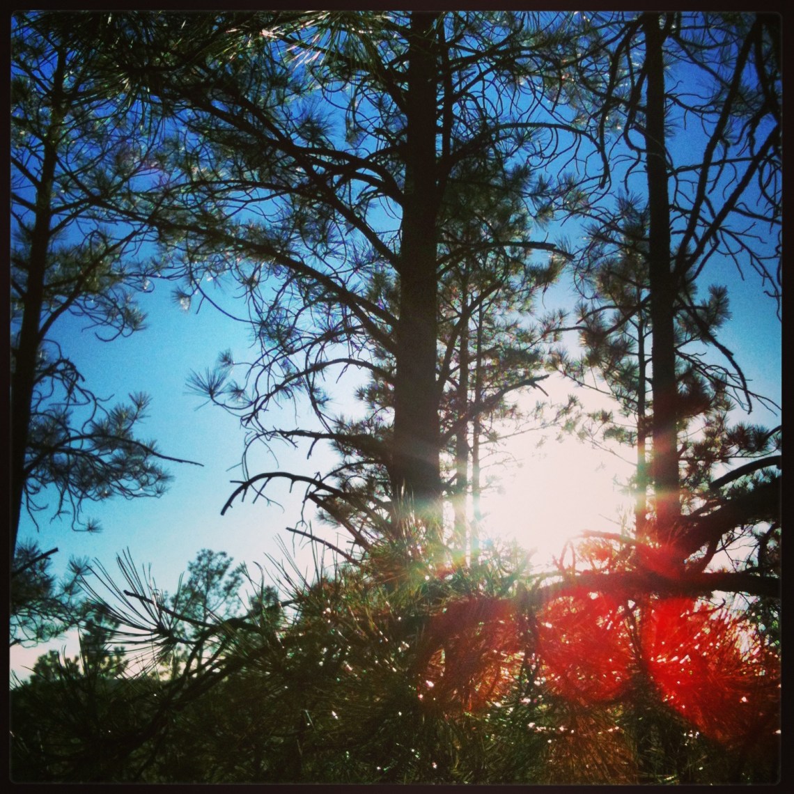 sun shining in the pines (c) 2014 Holly Troy