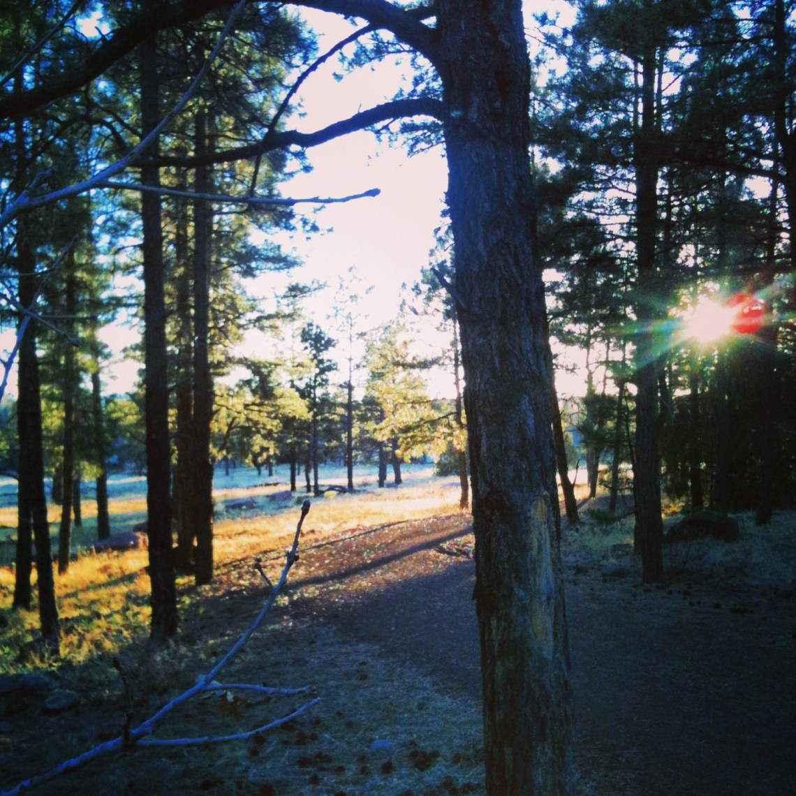 pine glow (c) 2014 Holly Troy