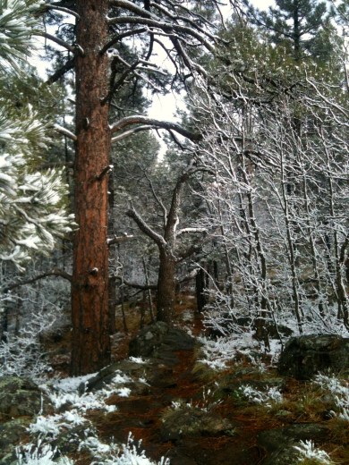pine and spring snow (c) 2014 Holly Troy 