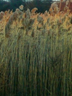 meadowlands (c) 2009 Holly Troy