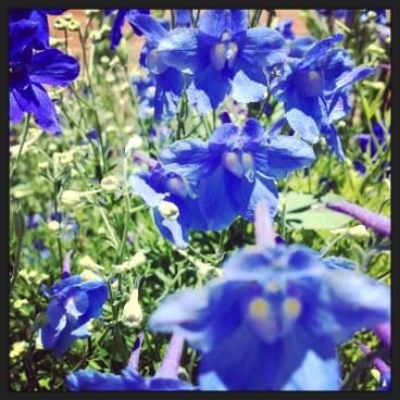 blue flower faces (c) 2014 Holly Troy