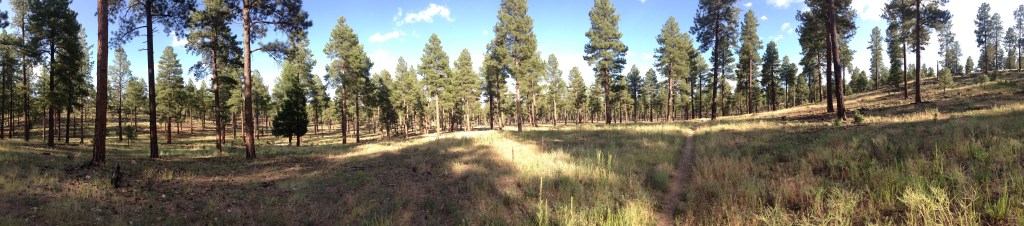 forest (c) Holly Troy