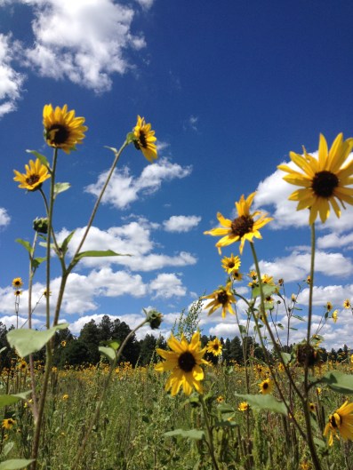 Helianthus annuus mark the peak and the ending of summer.