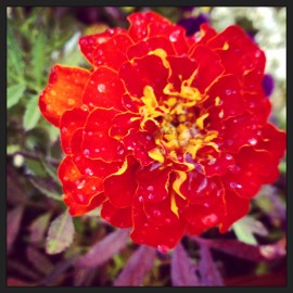 sun energy bursting (c) Holly Troy