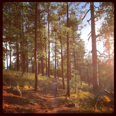 Single track az trail (c) holly troy 2014
