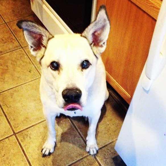 Penny Dog lickin' her Chops.