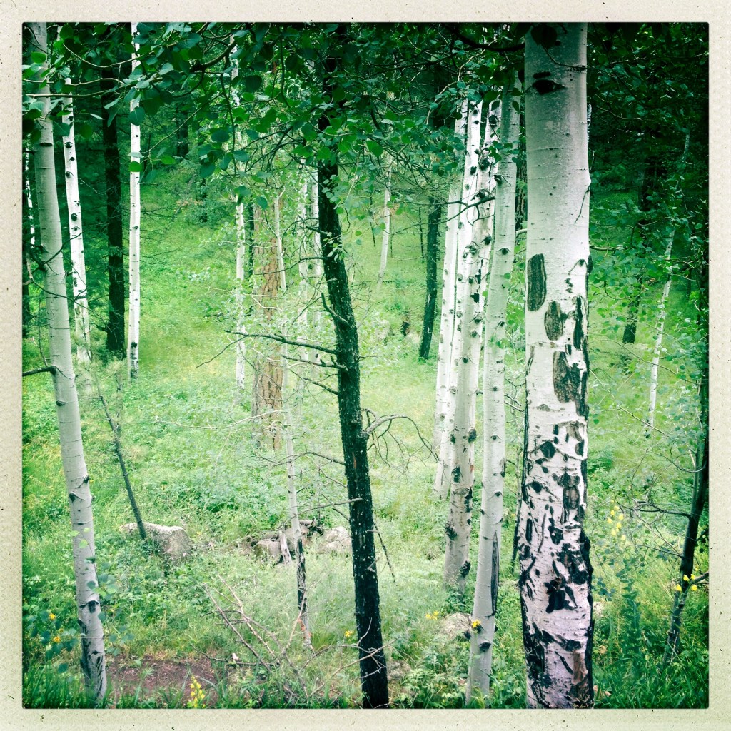 Above the trail (c) 2015 Holly Troy