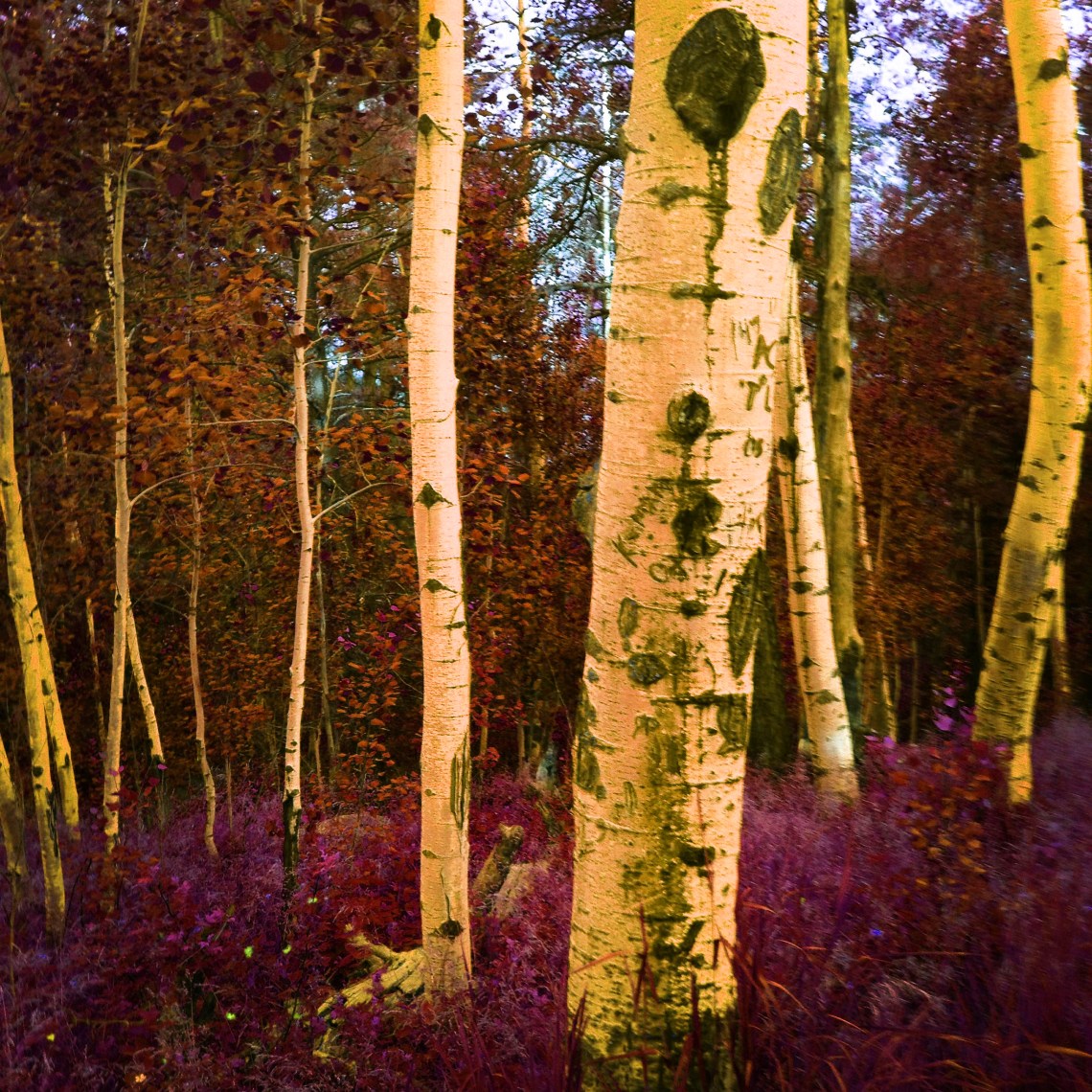 Psychedelic Aspen - Photography © 2015 Holly Troy