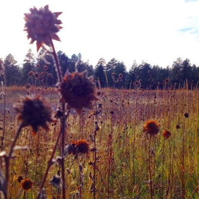 Death of the Sunflowers (c) 2015 Holly Troy