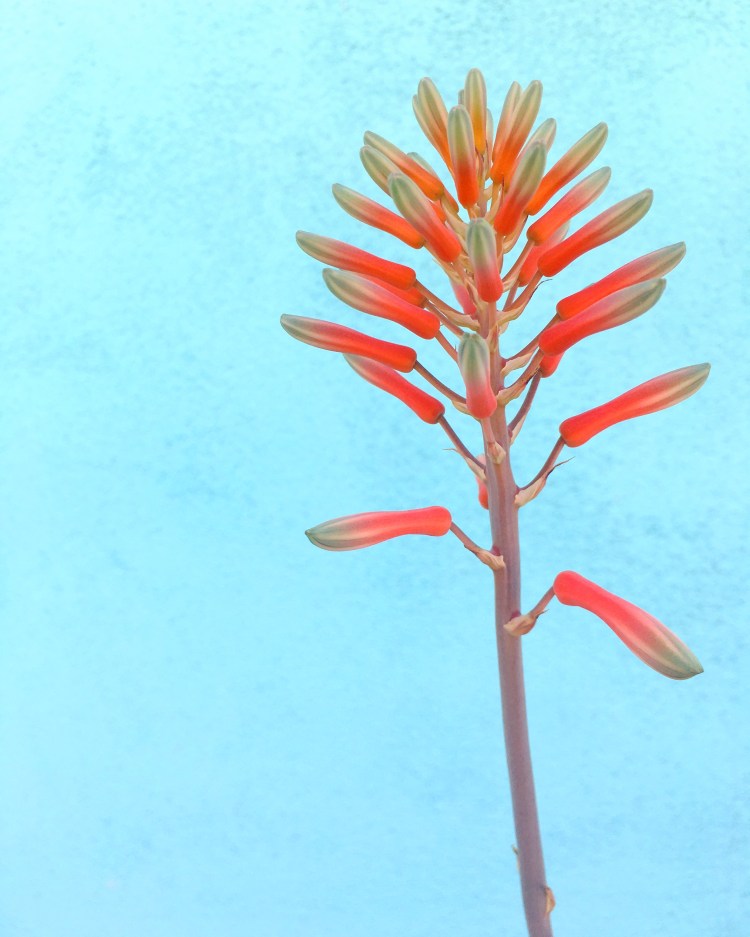 red flower turquoise wall