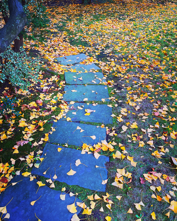 gingko path © holly troy 11.2022