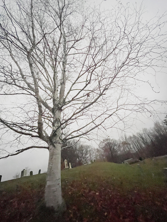 misty cemetary tree b © Holly Troy 11.2022