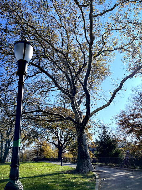 sunset park tree © Holly Troy 11.2022