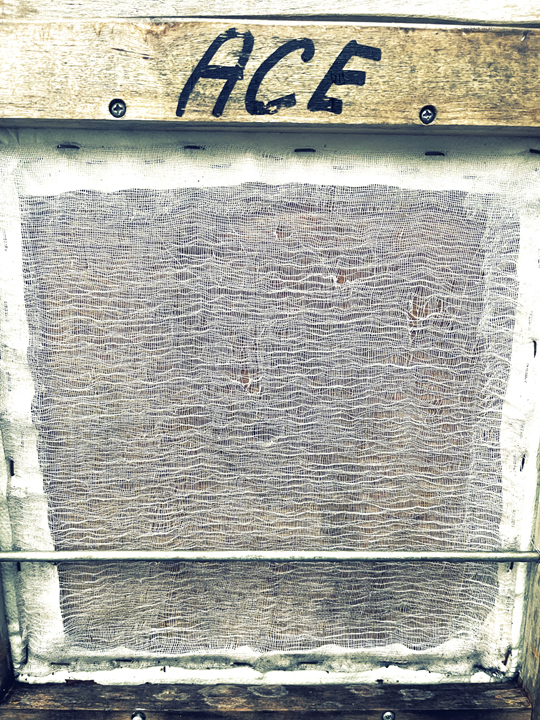 ace is the place - b © Holly Troy 2022