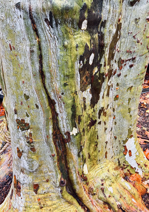 gemini tree b © Holly Troy 20.7.2022