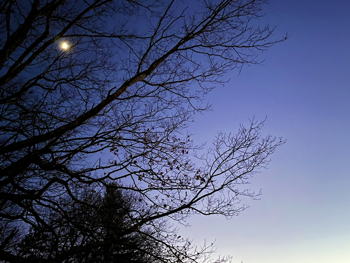 moon and jupiter in the trees b © Holly Troy 12.29.22