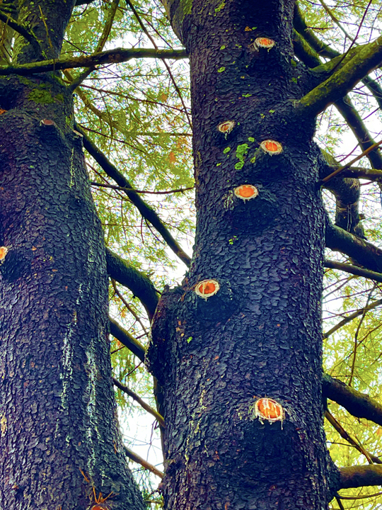 tree trim b © Holly troy 1.5.23