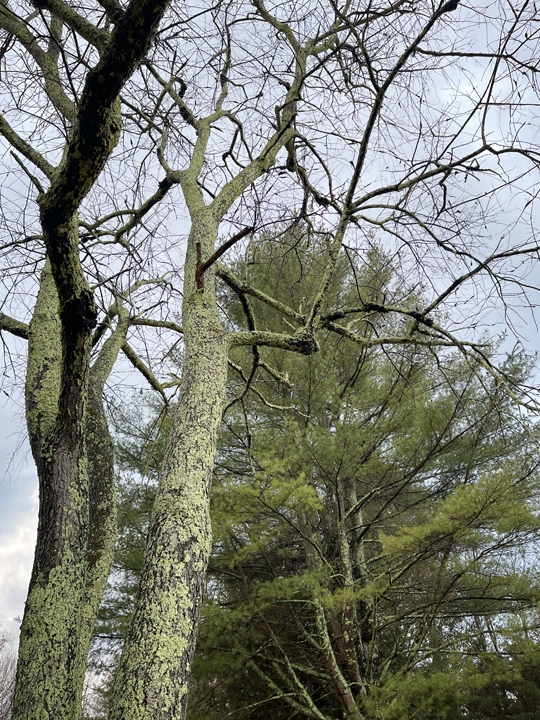 trees of the earth b © Holly Troy 1.6.2022