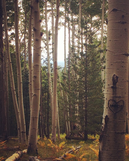 aspen heart © Holl yTroy 2020