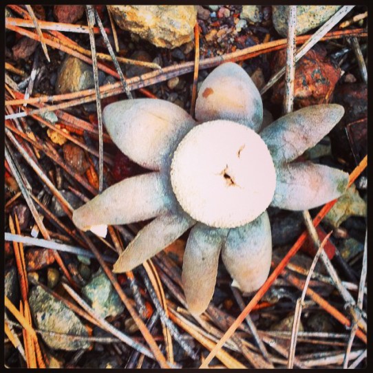 earth star © Holly Troy 2014