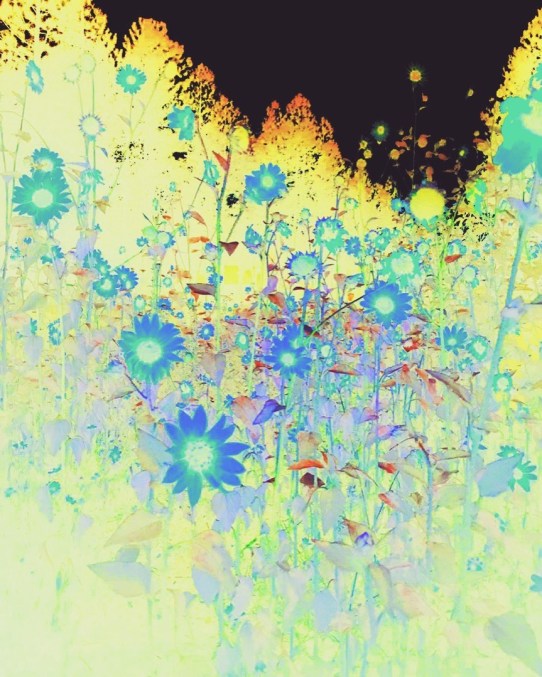 flower fireld © Holly Troy 2020