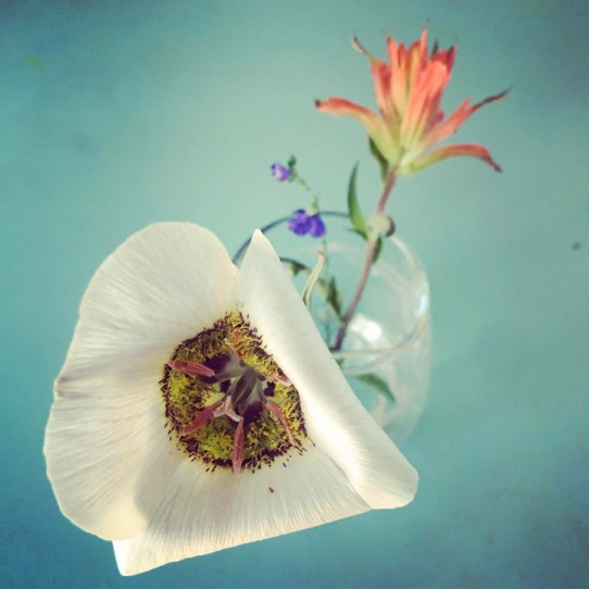 he brings me flowers 20200617 © Holly Troy 2020