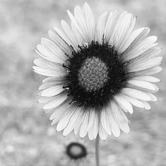helianthos © holly troy 2021