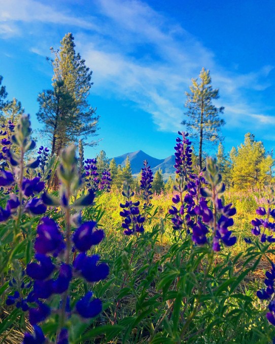 purple on the mountain © Holly Troy JUne 2020