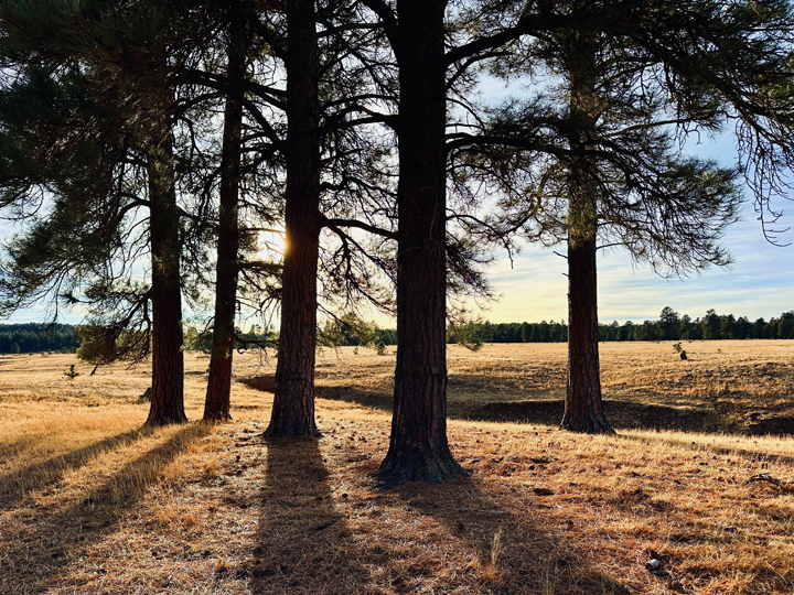 twilight trees b © Holly Troy 2023